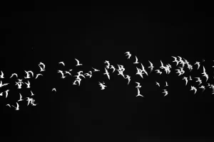 pajaros volando