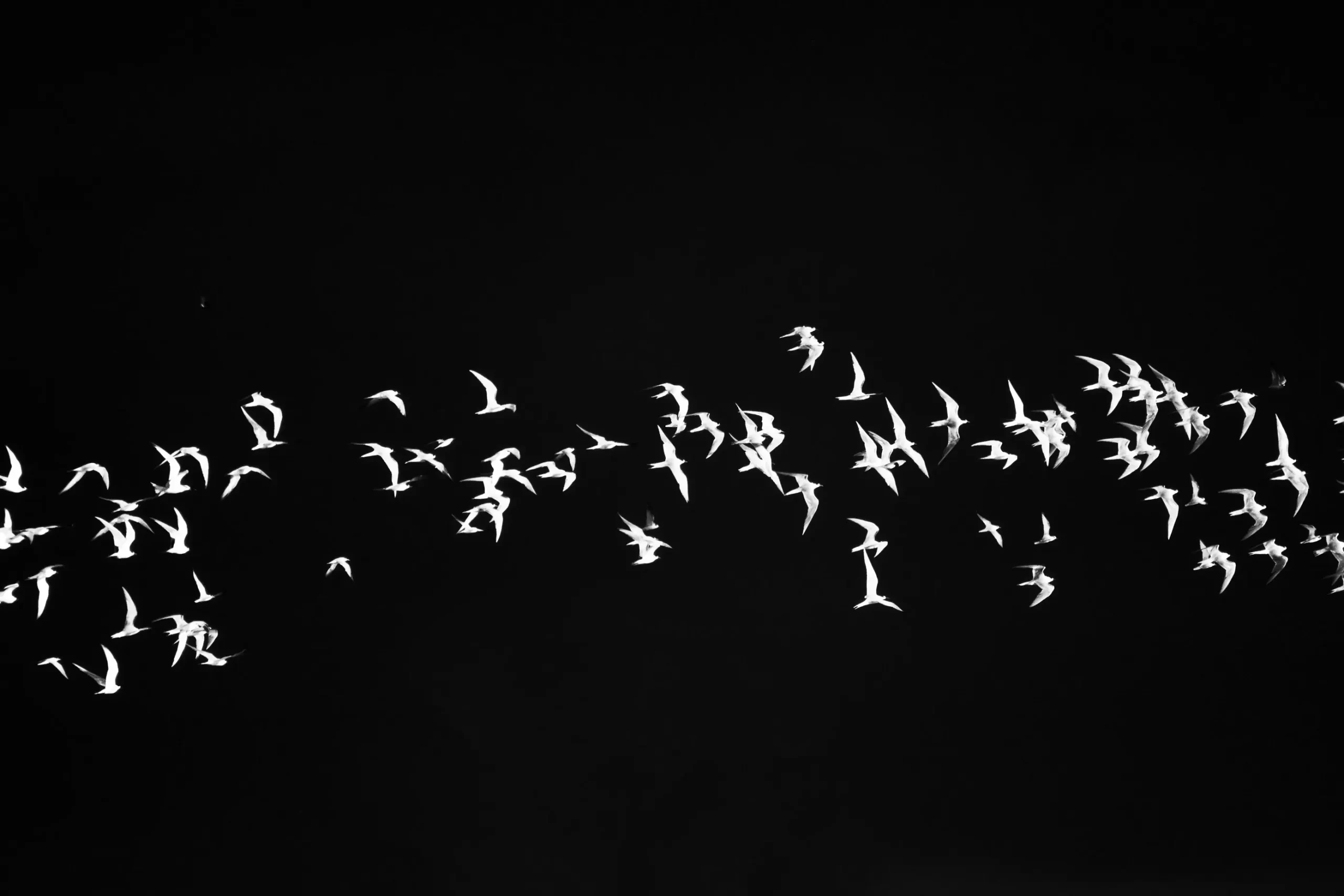 pajaros volando